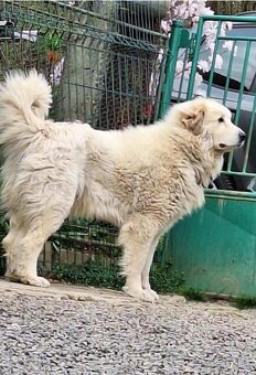 pyrenejský horský pes s PP - dve fenky hľadajú nový domov - 6