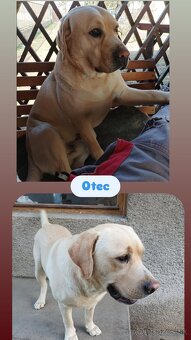 Šteniatka Labradora - 6