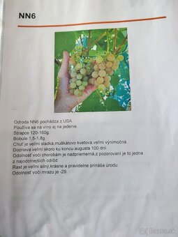 Predám sadenice viniča - 6