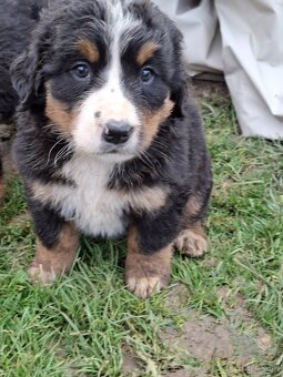 Bernský salašnícky pes- Šteniatka - 6