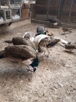 Predám pávy korunkaté - 6