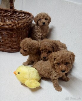 Pudel šteniatka - 6