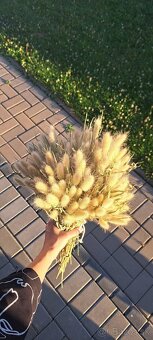 Sušený zajačí chvost - Bunny tail grass - 6