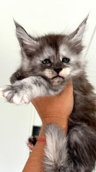 Mainska myvalia Maine Coon Gaya - 6
