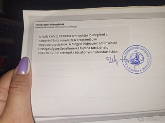 Norik Maďarský chladnokrvník - 6