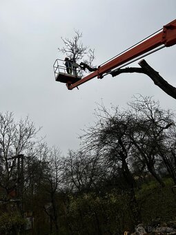 Pílenie stromov - 6