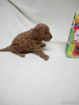 Pudel trpasličí - 6