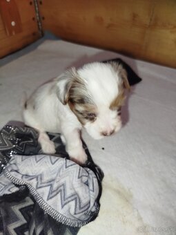 Yorkshire biewer blue merke - 6