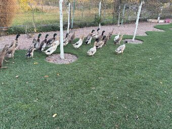 Predám čiarkovane kačice - 6