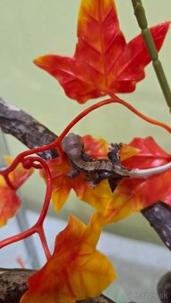 pagekon riasnaty - 6