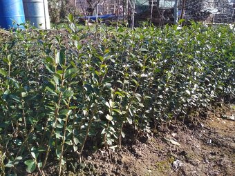 Vtáči zob sadenice - 6