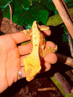 Terárium + Pagekon - 6