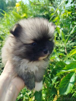 Pomeranian +nemecký špic - 6