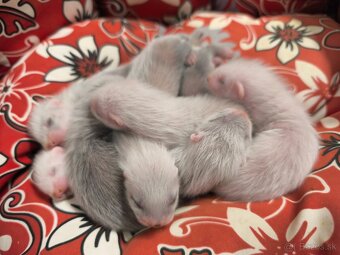 Fretka, mladé fretky na adopciu - 6