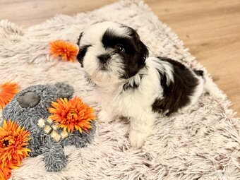❤ Shih-Tzu šteniatka - 6