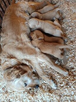 Zlatý retriever šteniatka - 6