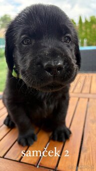 REZERVOVANÉ VŠETKY Labrador-šteniatka - 6