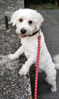 Maltipoo Tony❤️ - 6