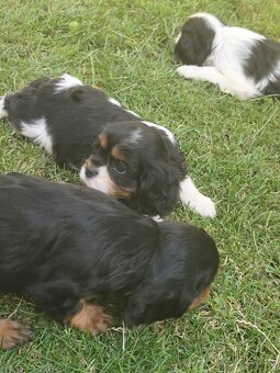 Šteniatka Cavalier king Charles španiel, kavalier - 6