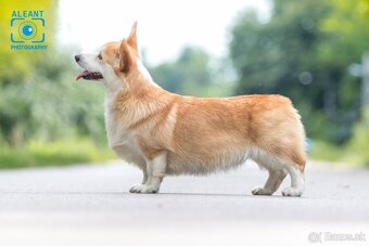 Predám sučku plemena Welsh Corgi Pembroke - 6