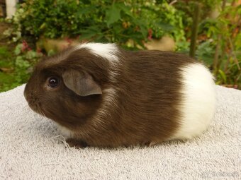 Ušľachtilé morčiatka - 6