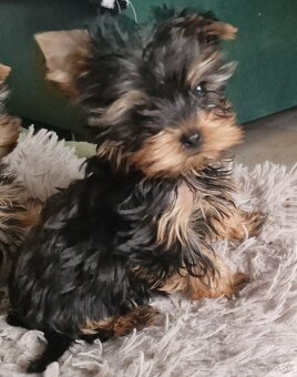 Yorkshirsky terier - 6