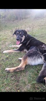 Hľadáme milujúci domov pre 7-mesačné šteniatko - 6