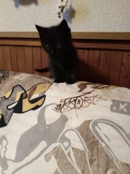 3 rozkošné mačiatka DARUJEM - 6