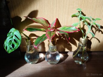 Ludisia discolor - 6