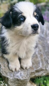 Welsh Corgi Pembroke - 6