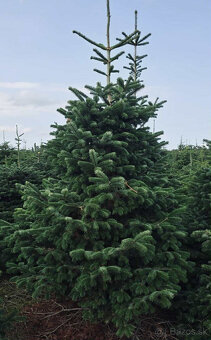 Kaukazská jedľa 2,00-2,50 smrek vianočné stromčeky - 6