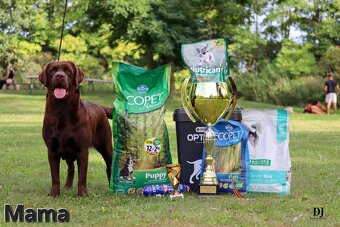 Labradorský retriever - 6