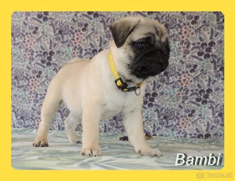 MOPS s PP. - 6