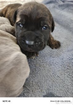Cane Corso - 6