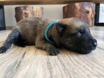 Belgický ovciak Malinois - 6