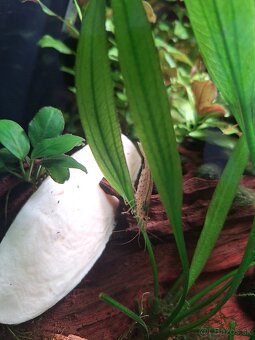 Akvárium NanoCube Dennerle 60l - 6