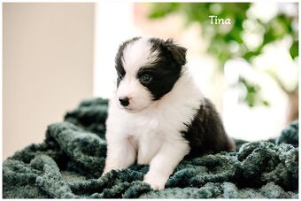 Border Collie Border Kolia s PP FCI - 6