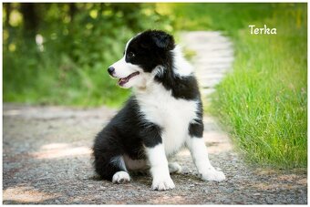 Border Collie Border Kolia s PP FCI - 6