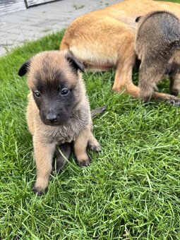 Belgický ovčiak - Malinois - 6