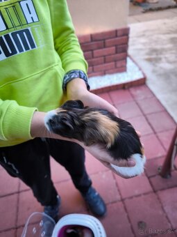 Morské prasiatka - 6