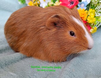 Morča/Morčiatka samčekovia - 6