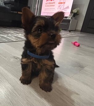 Yorkshirsky terier mini - 6