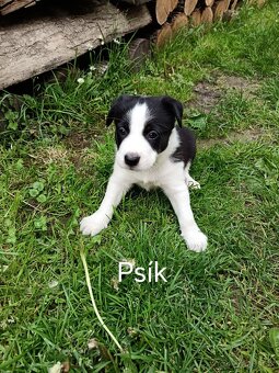 Šteniatka na predaj - 6