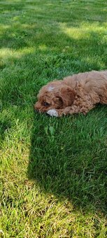 Maltipoo+maltipoo= maltipoo - 6