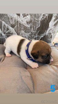 Jack Russel Terier - 6