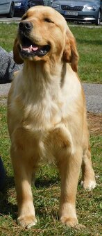 Zlatý Retriever / Golden Retriever s PP - 6