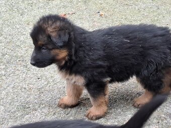 Predám šteňatá nemevký ovčiak - 6