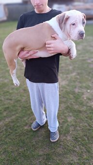 Šteniatka American Bully XL - 6