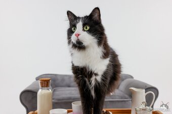 KEVIN hľadá domov - 6