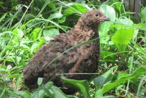 Prepelice japonské - 6